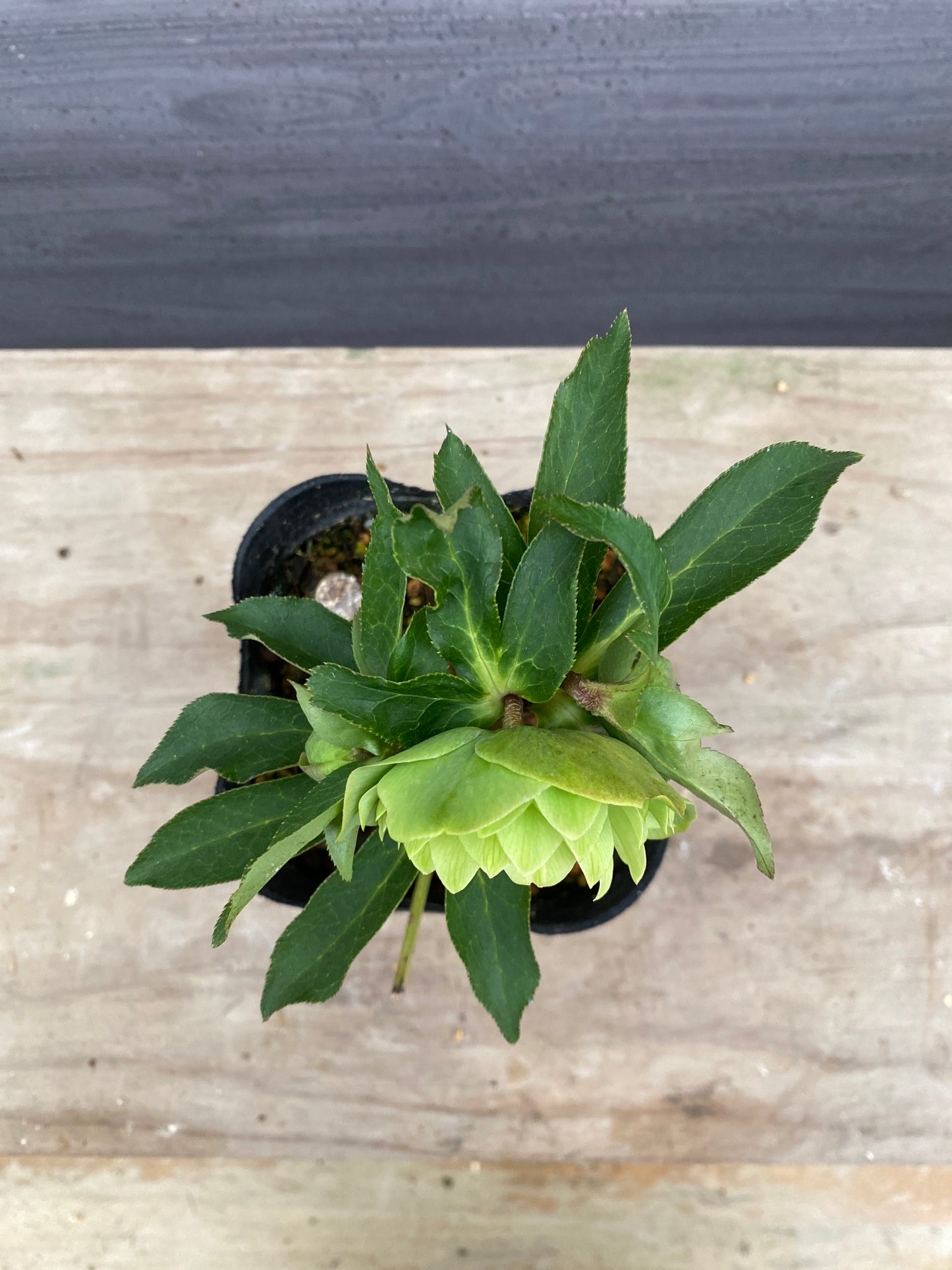 No.05122　横山園芸★クリスマスローズ　プリマドレス　5号苗ポット