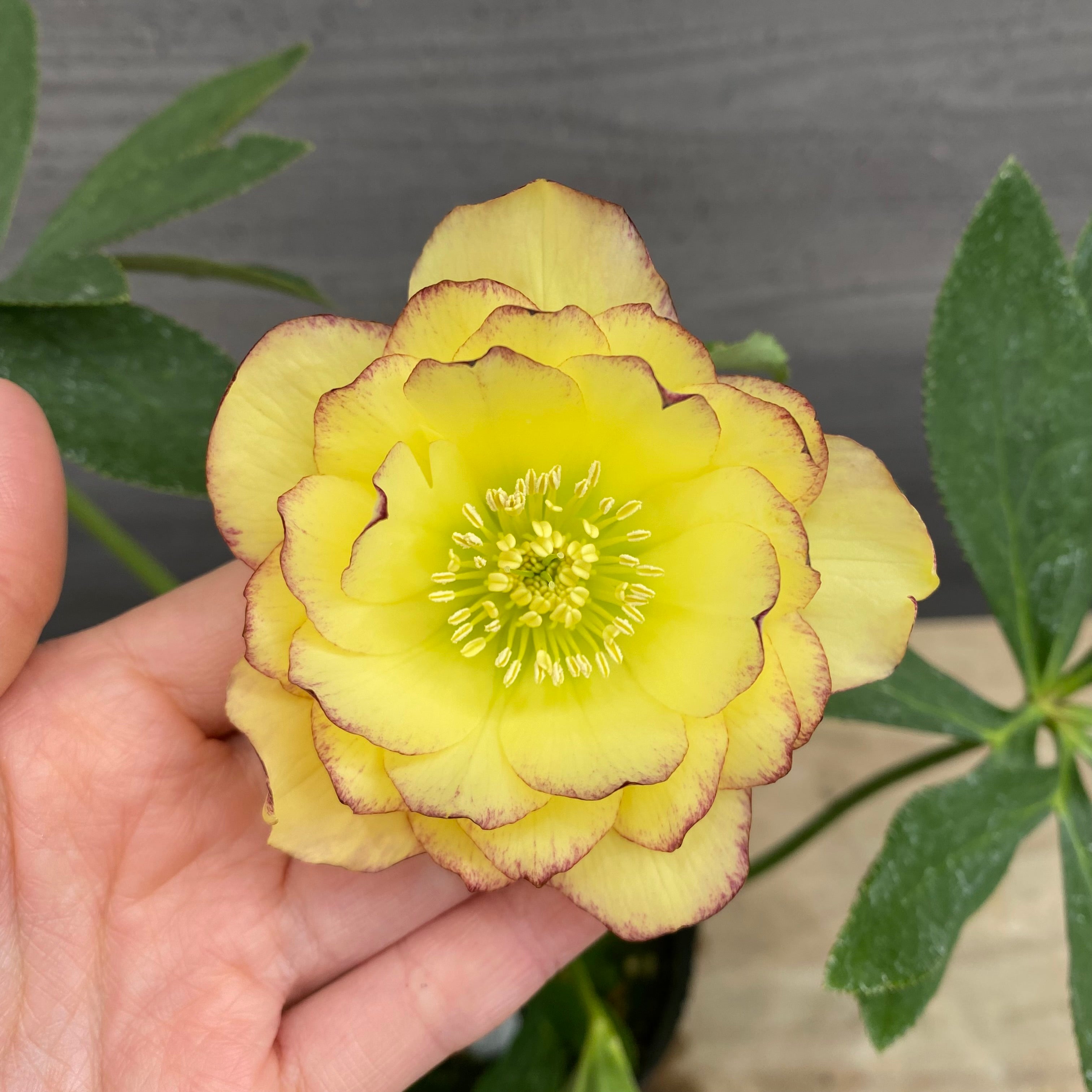 ☆クリスマスローズ☆ダブル　ゴールド☆5号ポット☆ 即売会 No.27096 クリスマスローズ ダブル咲き 3.5号苗ポット – 植物家族