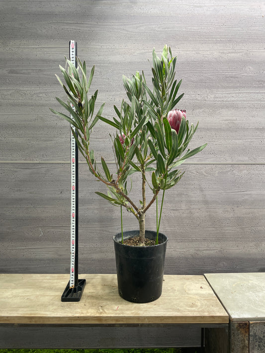 No.10005　プロテア　オーストラリスルビー　7号鉢