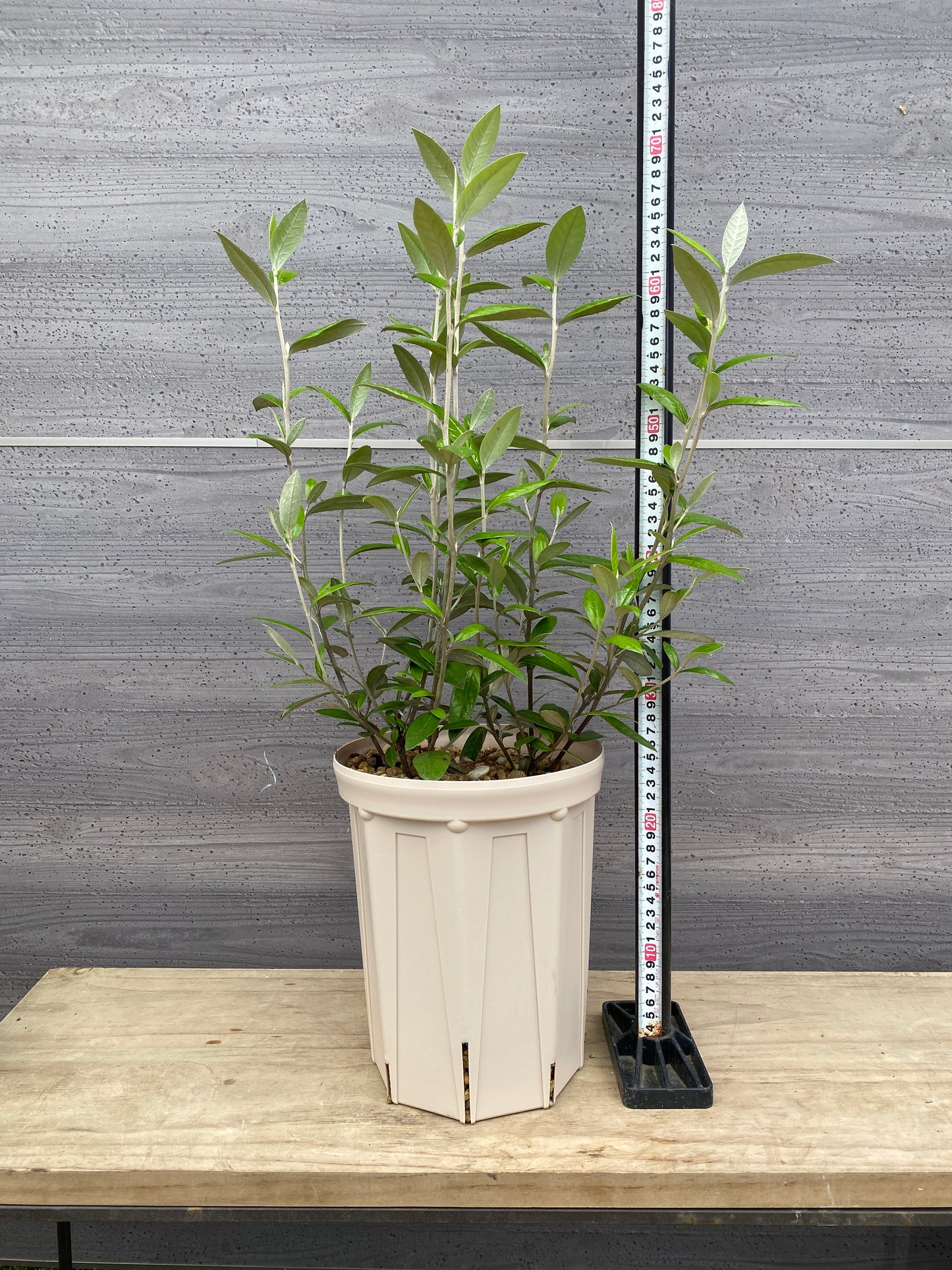 コロキア　ジーンティーズジャイアント　7号スリット鉢/オリジナル色