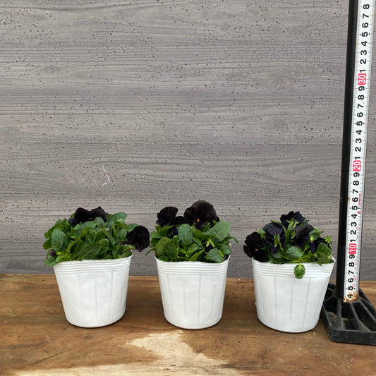 市場仕入れ即売会　No.25068　ビオラ　ペニーブラック　3ポットセット