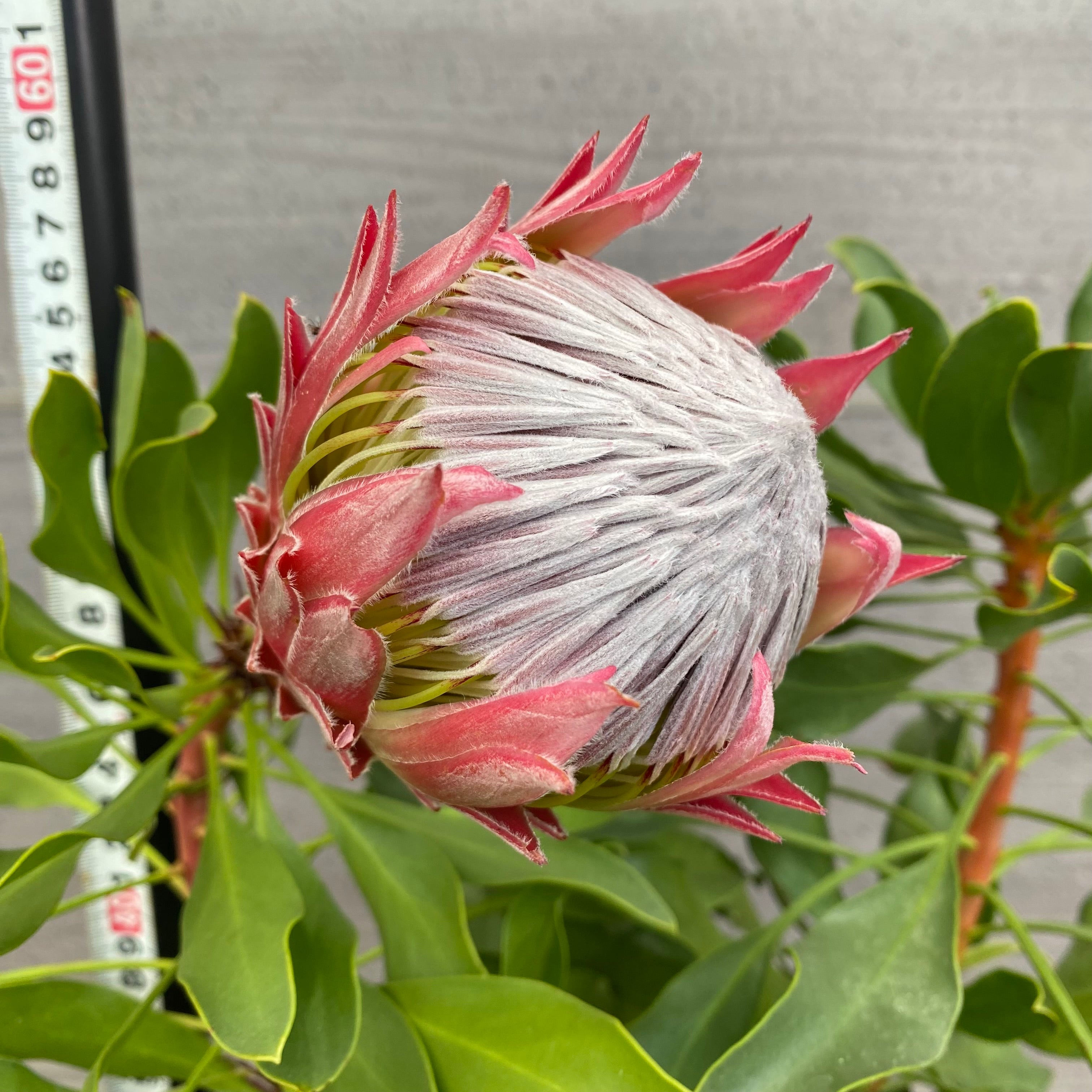 No.12025 プロテア オータムプリンス ホワイトプラ鉢 – 植物家族