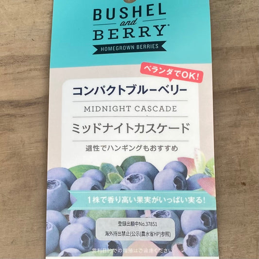 コンパクトブルーベリー　ブッシェル・アンド・ベリー　ミッドナイトカスケード　5号鉢