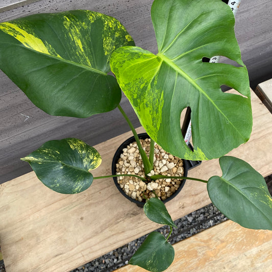 モンステラ　イエローマリリン　No.4　黒ポット