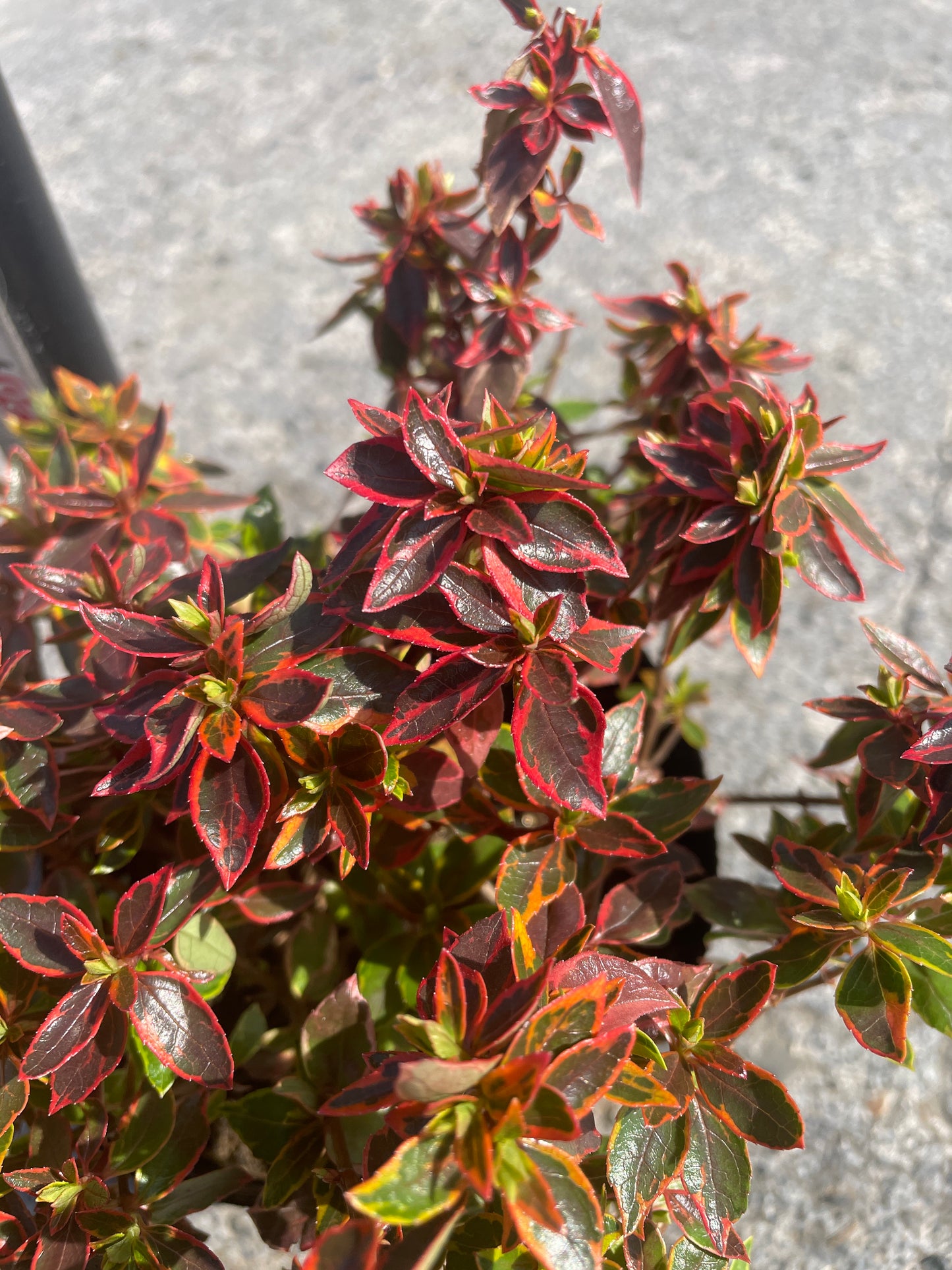 No.06007　岡本緑花　アベリア　サンシャインデイドリーム　5号苗ポット