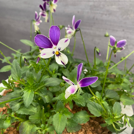 寄せ植えQ　7号おすすめ白ポット