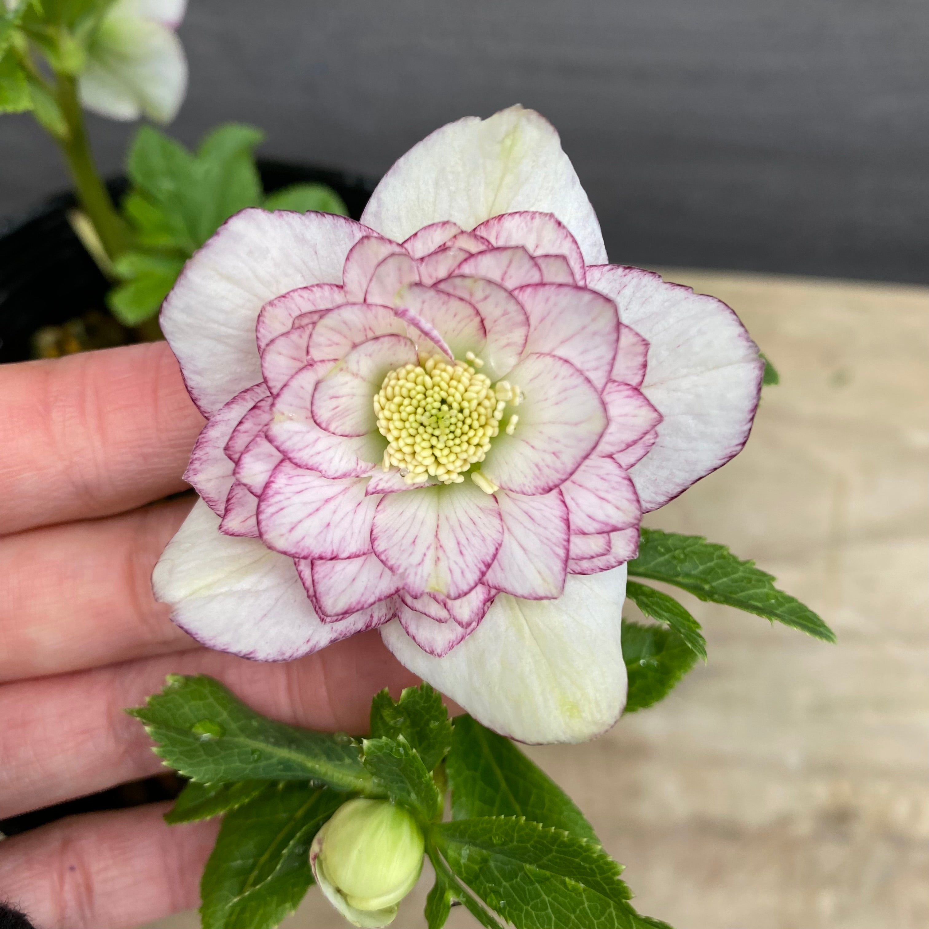 mapy クリスマスローズ 小苗 SDノスタルジア セルフ 2苗 即売会 No.27076 クリスマスローズ ダブル咲き 4.5号苗ポット – 植物家族