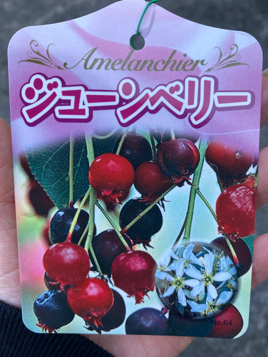 No.03104 ジューンベリー 6号鉢