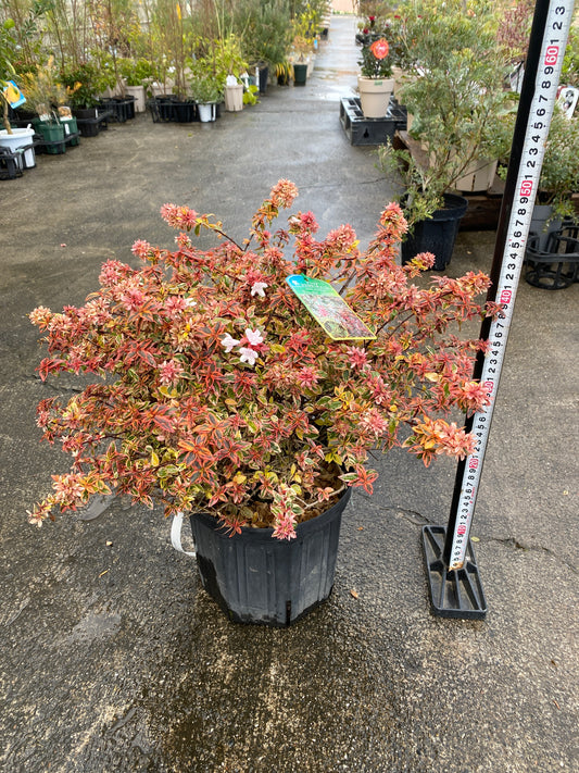 農場創業祭 No.26006　アベリア　トリカラーチャーム　7号鉢