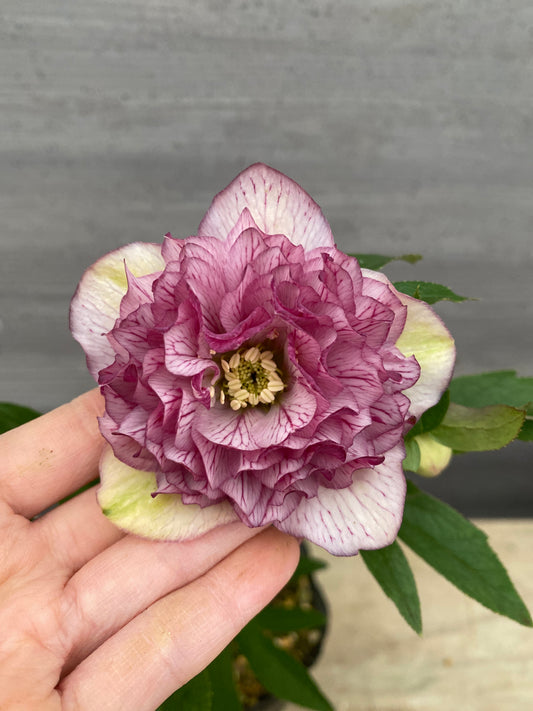 No.05149 横山園芸★クリスマスローズ プリマドレス 5号苗ポット