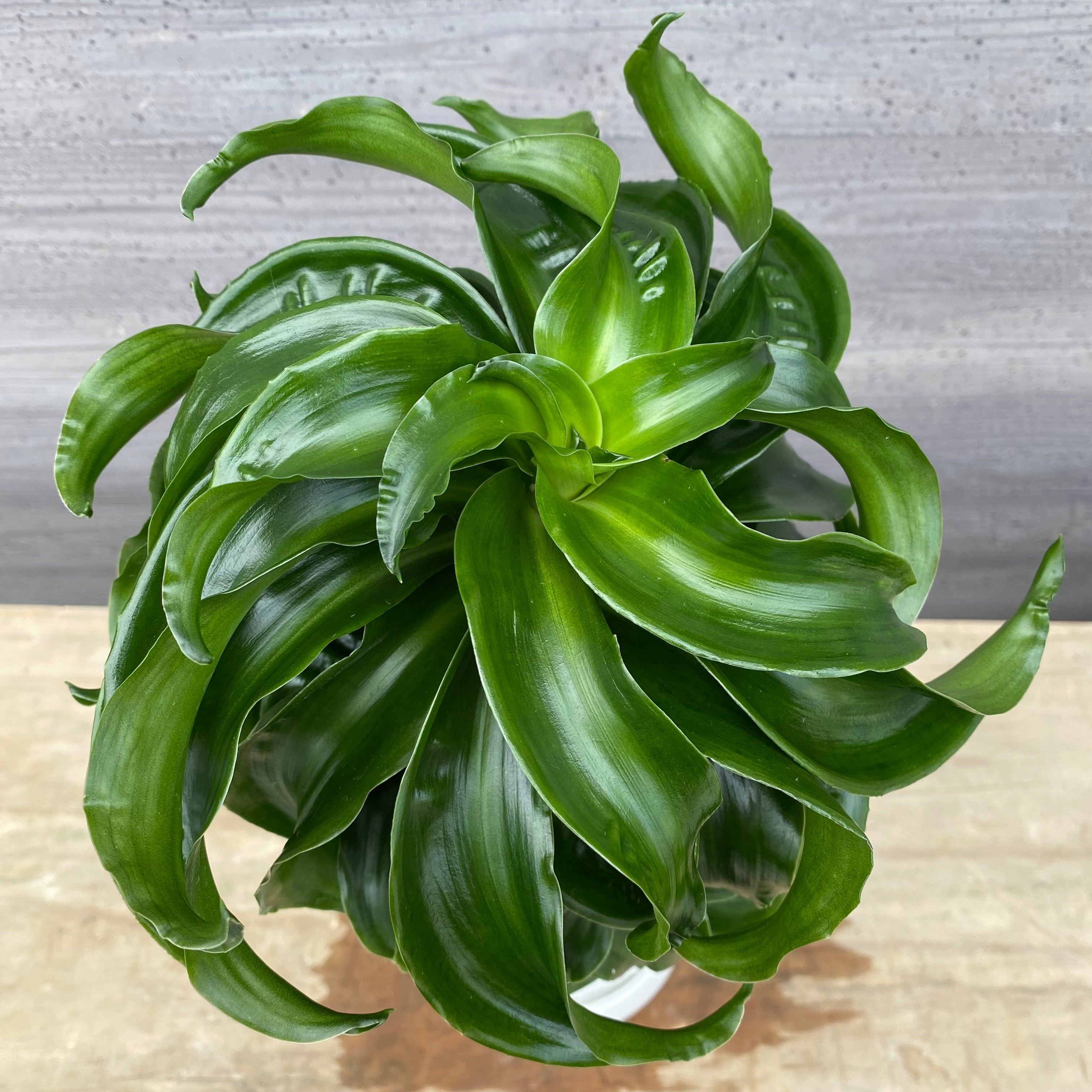 No.1307 ドラセナ トルネード 5号鉢 白ポット 受け皿付き – 植物家族