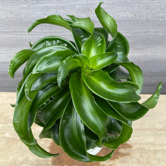 No.1307　ドラセナ　トルネード　5号鉢　白ポット　受け皿付き