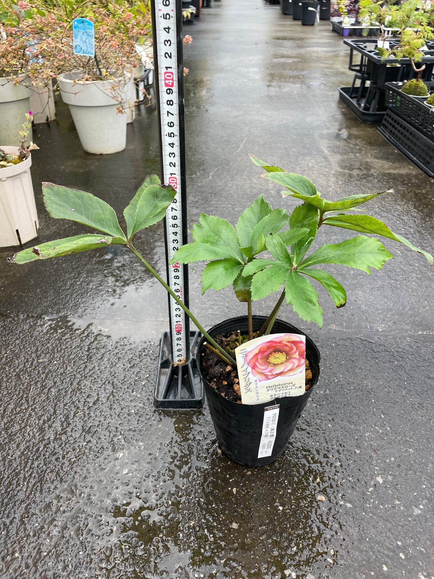 M36　クリスマスローズ　アプリコット八重　4.5号苗ポット