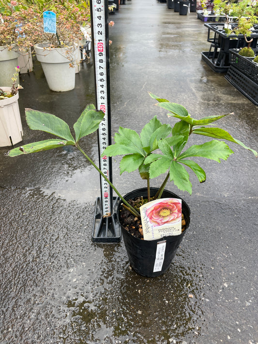 M36　クリスマスローズ　アプリコット八重　4.5号苗ポット