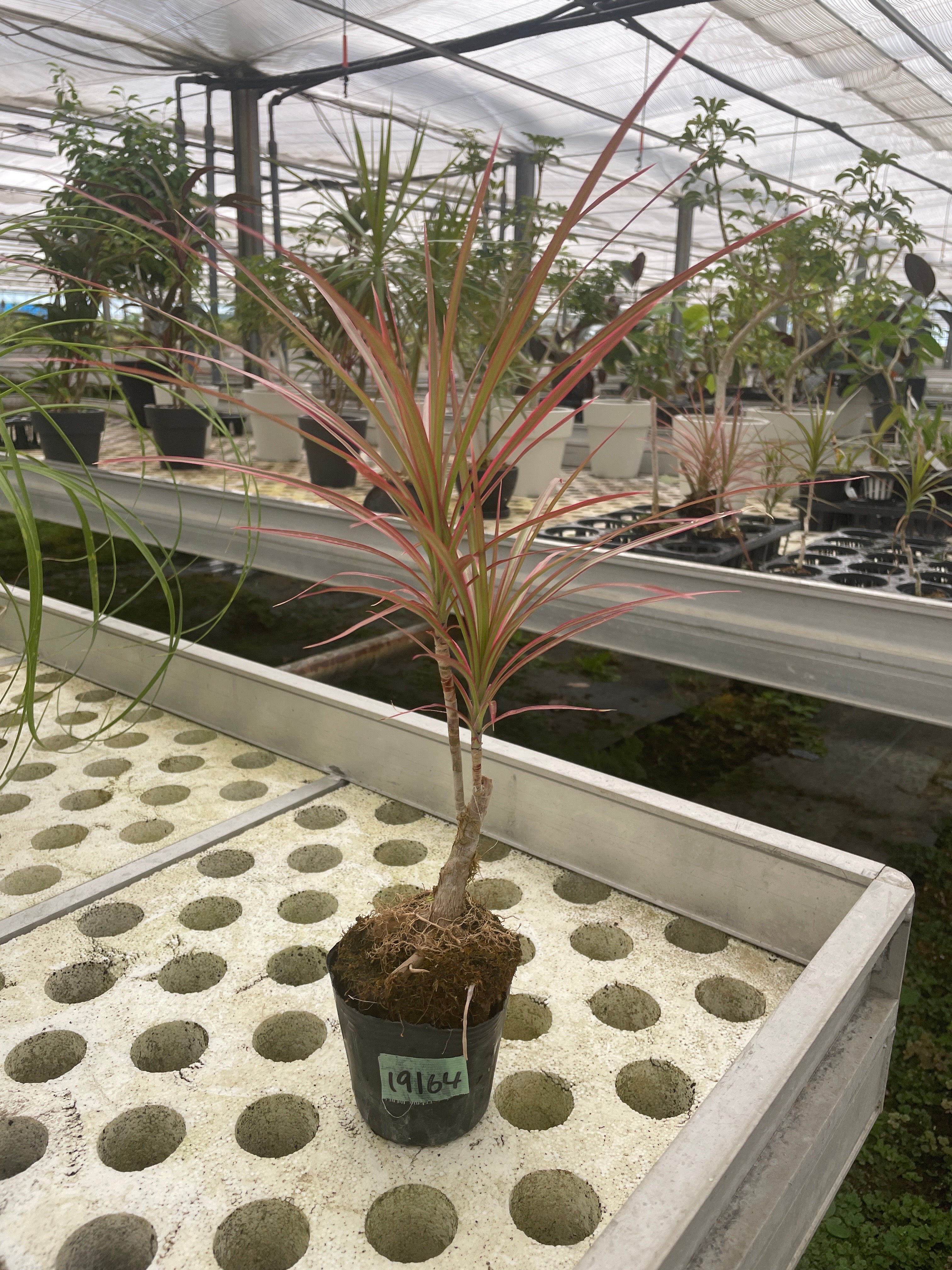 Pickup 全ての商品 – 植物家族