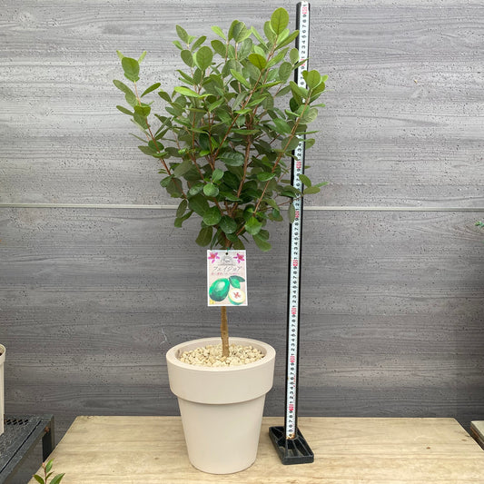 フェイジョア　7号オリジナルポット