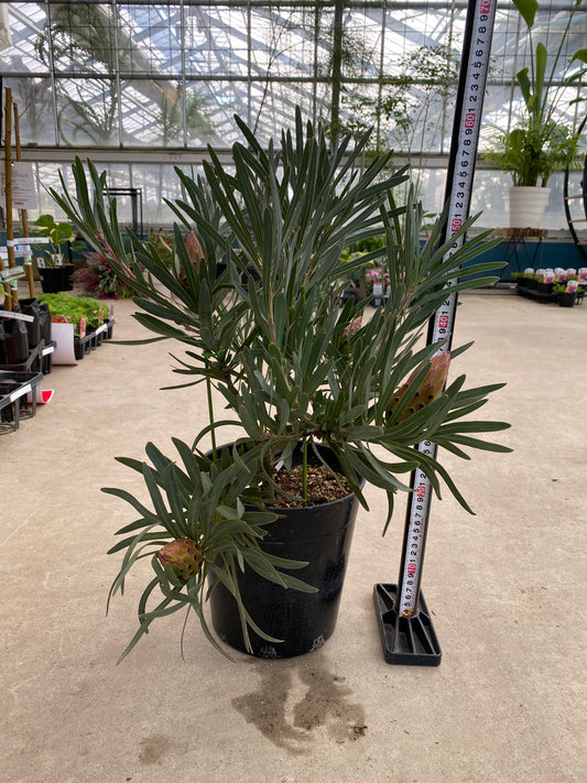 No.28039　プロテア　ジュリエット　7号鉢