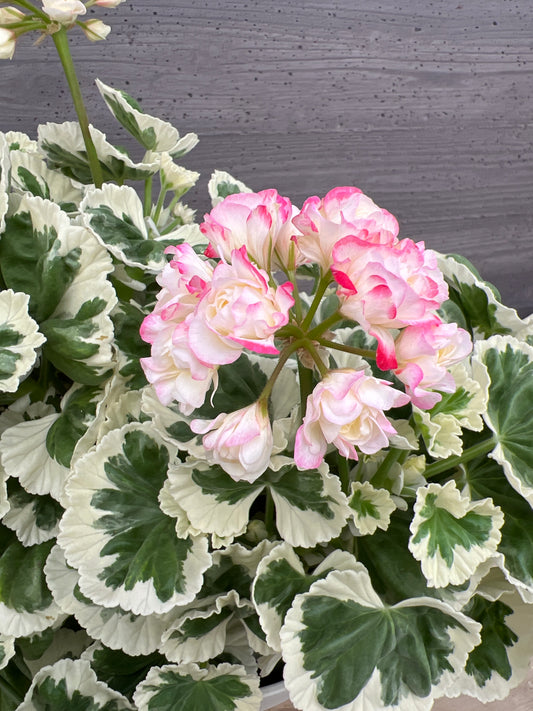 No.03005　ゼラニウム　アップルブロッサム　ホワイトウェディング　6号鉢