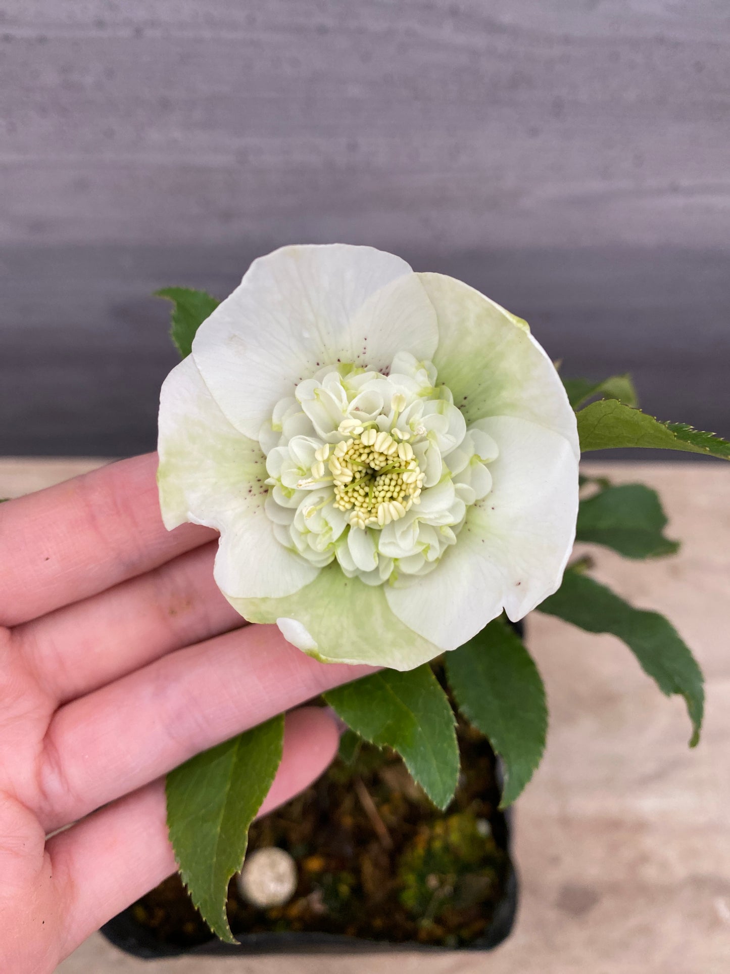 No.05114　横山園芸★クリスマスローズ　プリマドレス　5号苗ポット