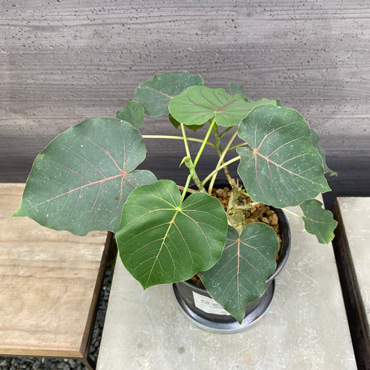 フィカス　ペティオラリス　SMOKED PLANTER