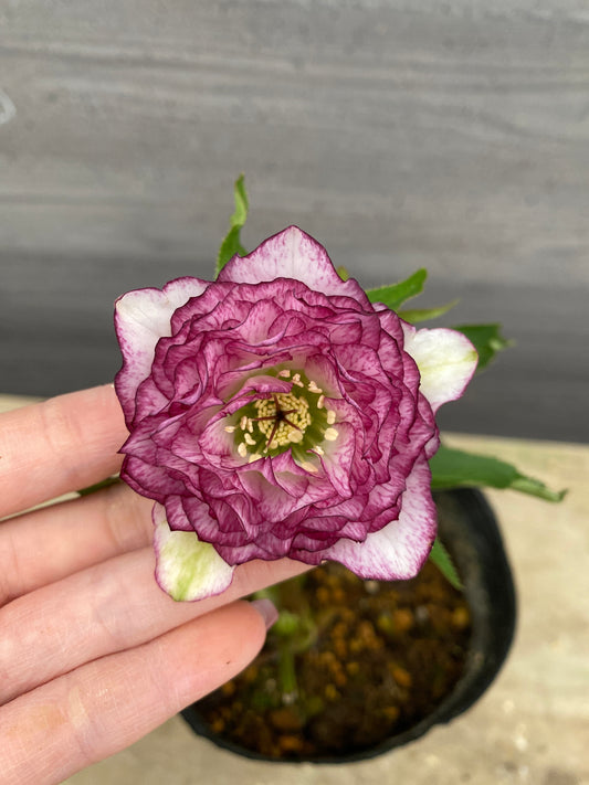 No.05125　横山園芸★クリスマスローズ　プリマドレス　5号苗ポット