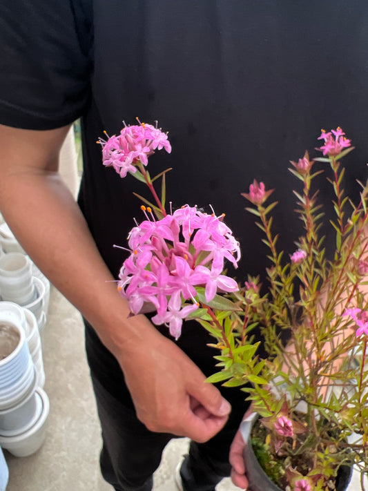 即売会SALE　No.28019　ピメレア　フォーシーズンズ　3号苗ポット