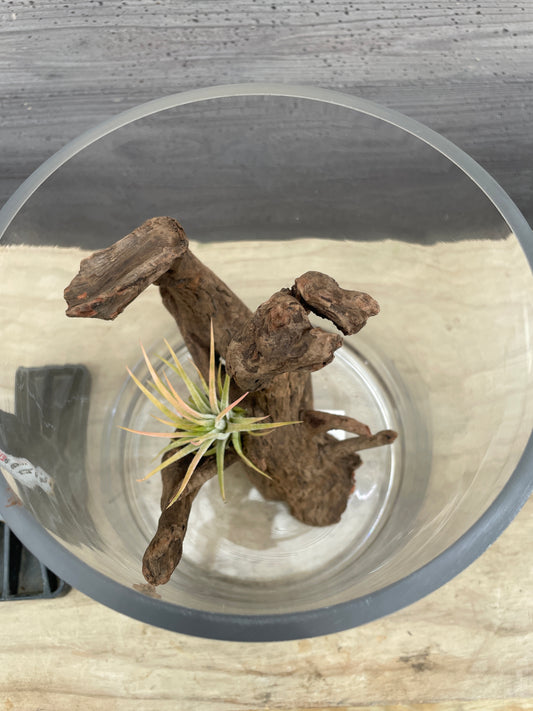 No.26010　ガラスベース/流木/ベラボンセット★アクアグループレゼント