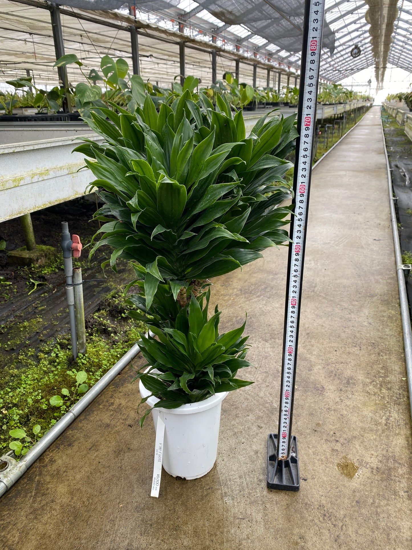 農場創業祭 No.26151　ドラセナ　コンパクタ　5号鉢