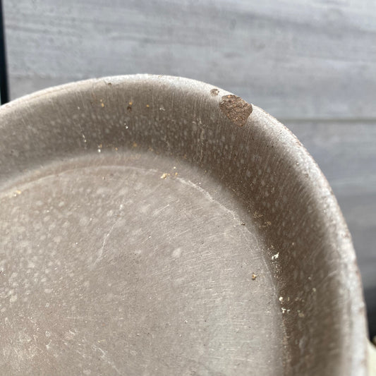 nakaji551様売約★キングプロテア リトルプリンス 陶器鉢