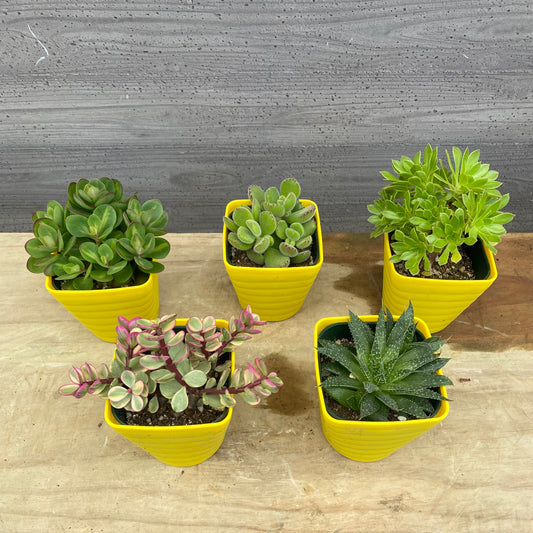 No.08003 多肉植物 5点セット