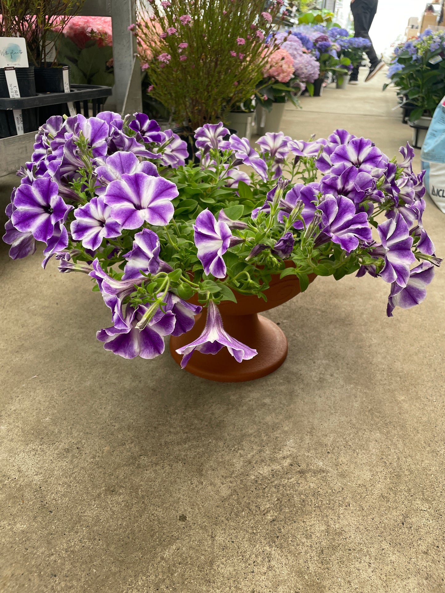 即売会SALE　No.28020　サフィニアアート　るりいろ風ぐるま　スタンド鉢