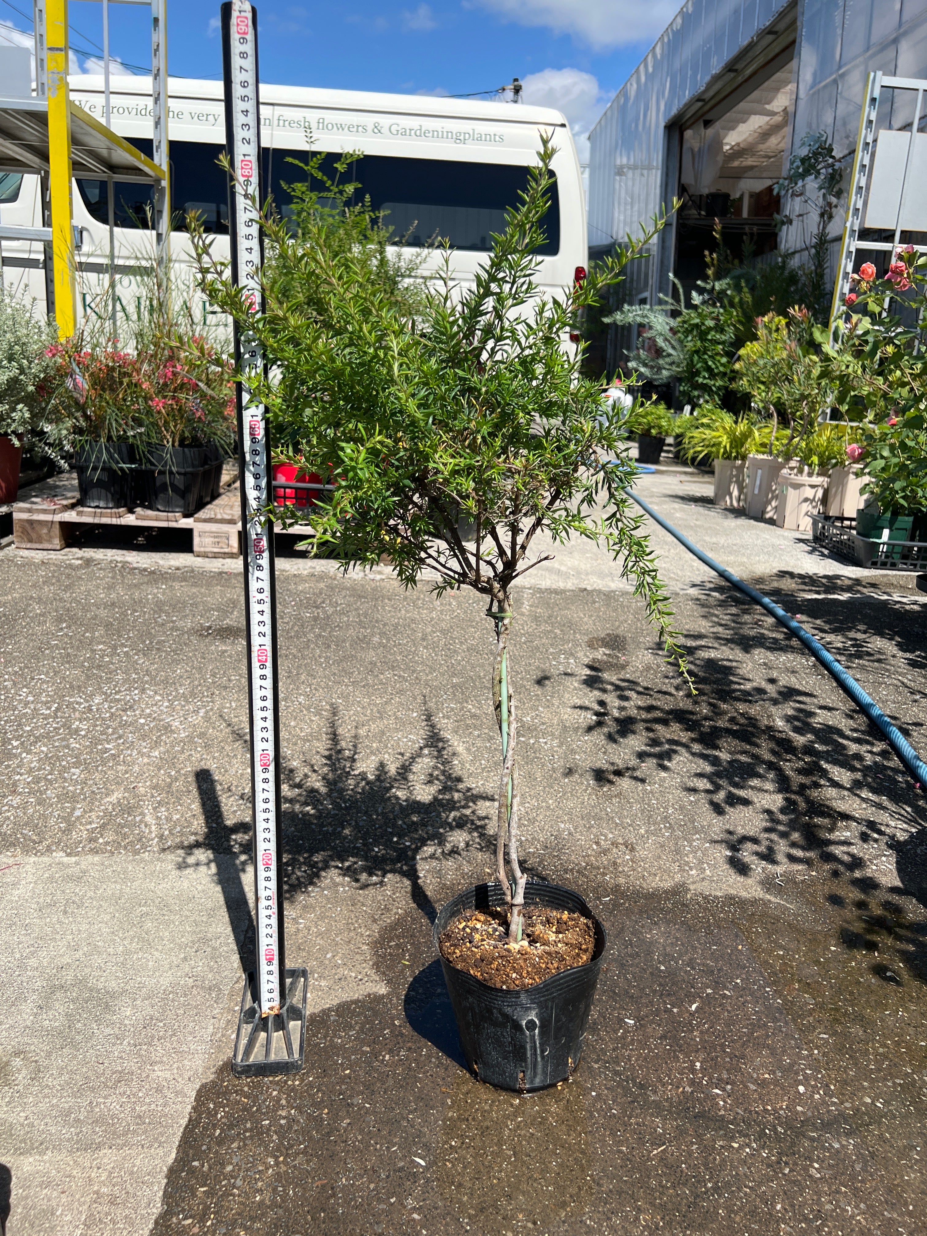 オージープランツ – 植物家族