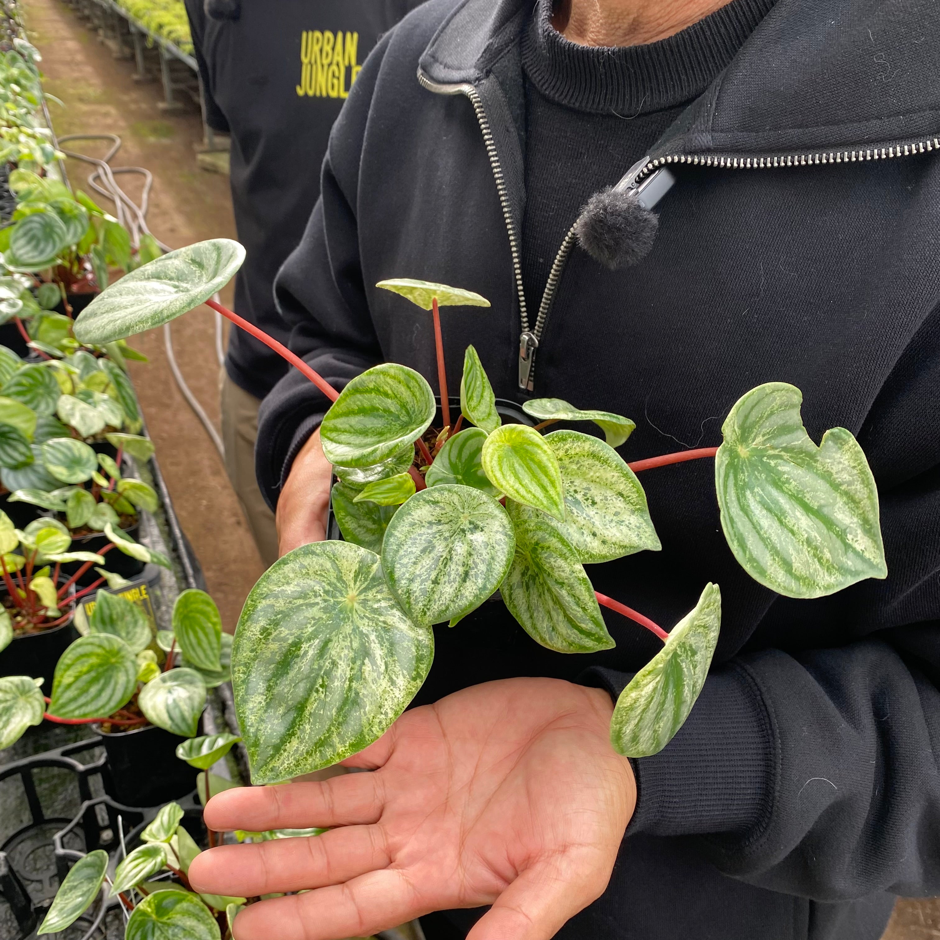 Pickup 全ての商品 – 植物家族