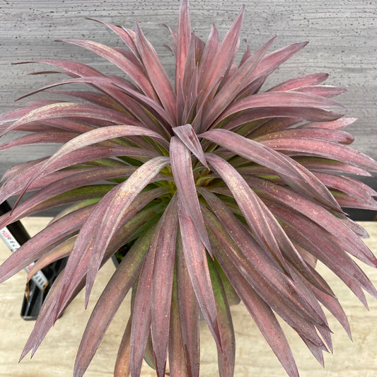 No.13005　ユッカ　デスメティアーナ　7号鉢