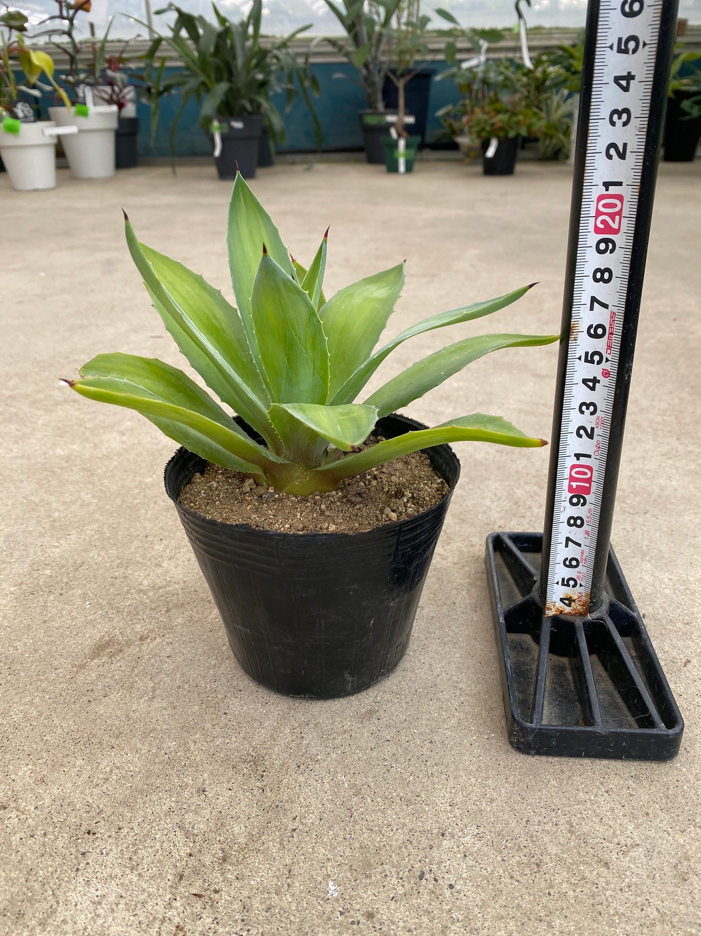No.28013　アガベ　4号苗ポット