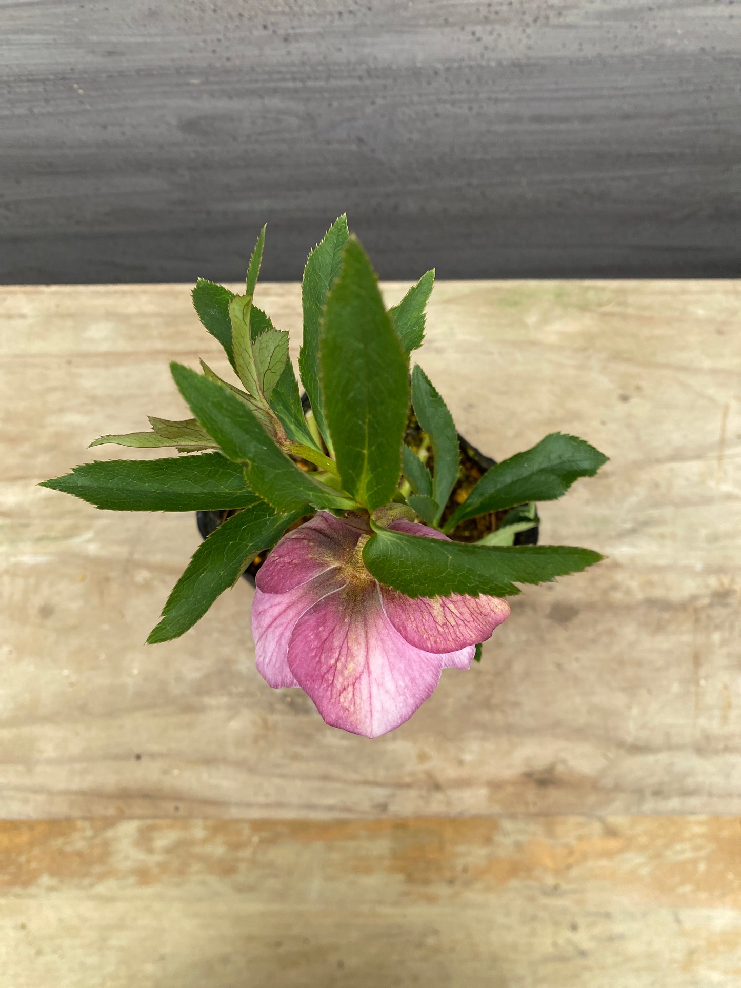 No.05092　横山園芸★クリスマスローズ　プリマドレス　5号苗ポット