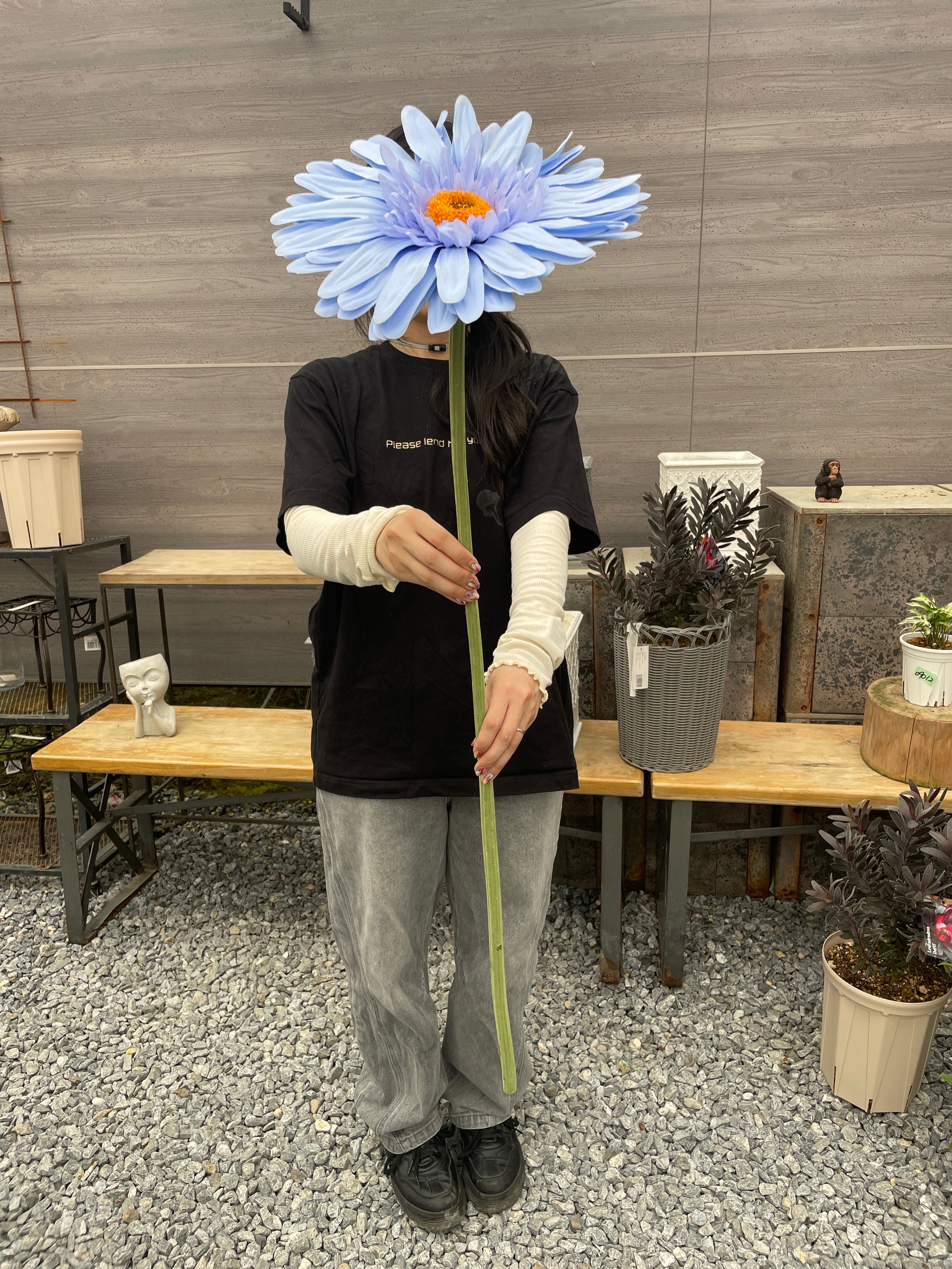 ジャンボガーベラ – 植物家族