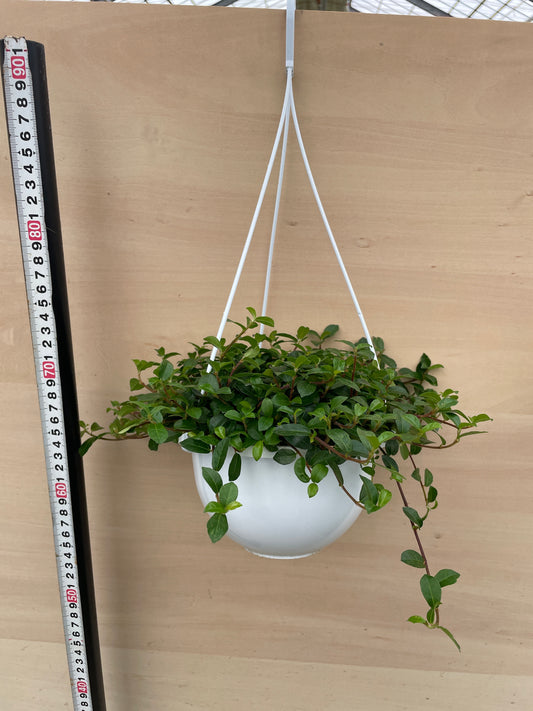 No.27023　フィカス　シャングリラ　5号吊り鉢