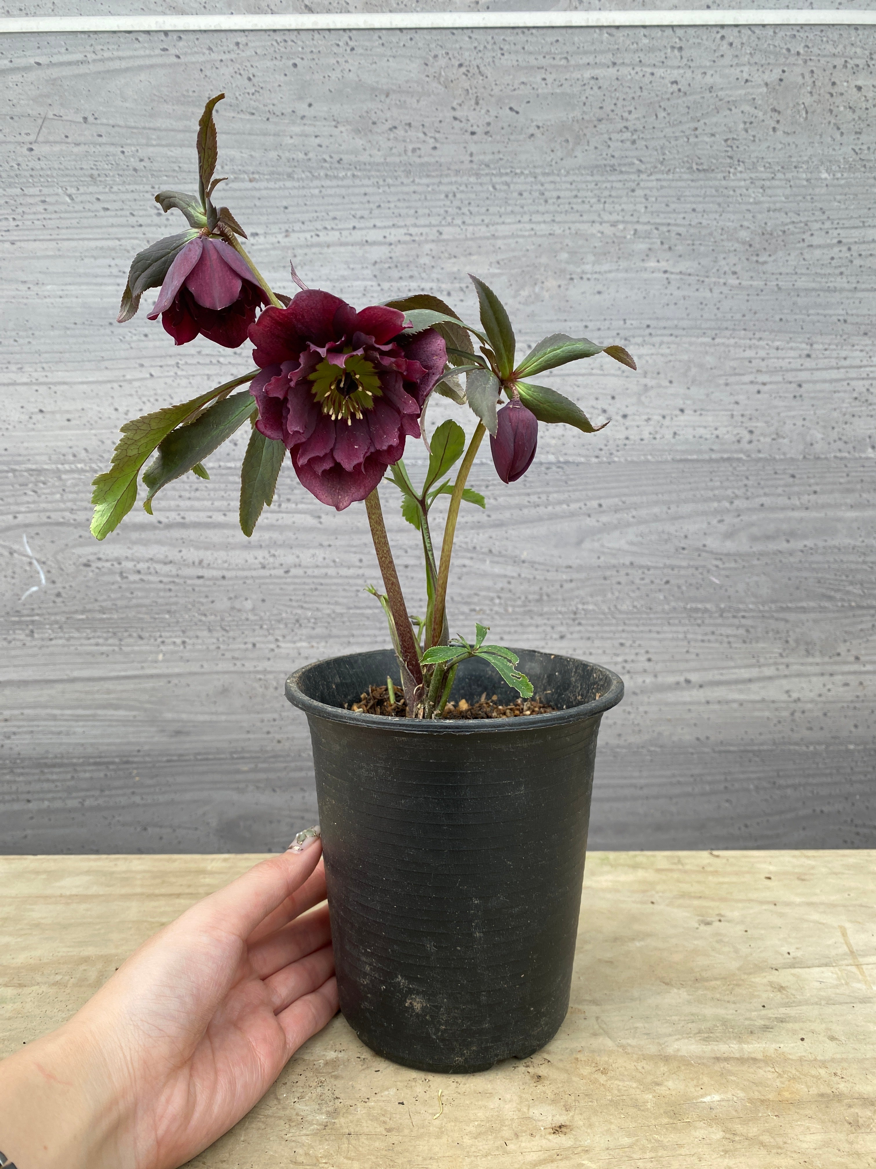 Pickup 全ての商品 – 植物家族