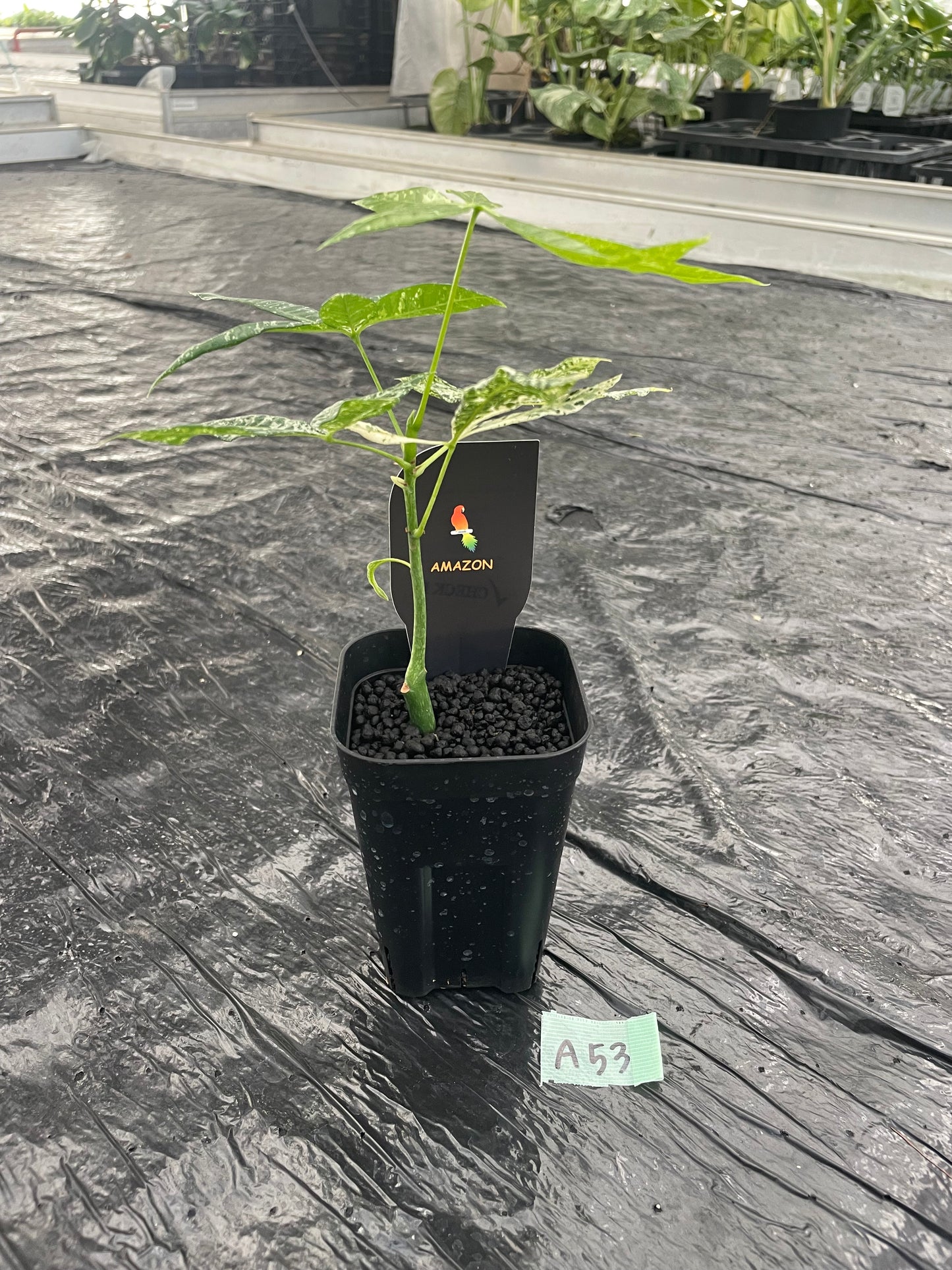 AMAZON★A53　実生パキラ　斑入り　