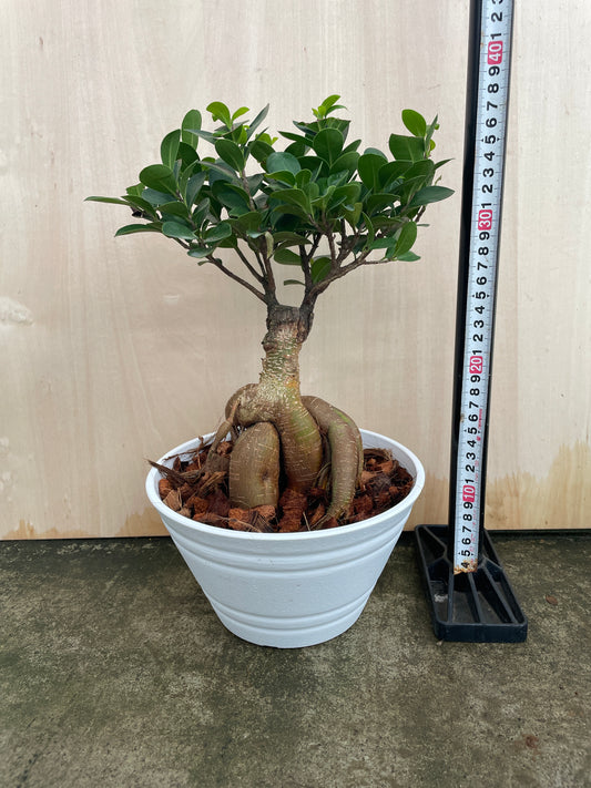 No.14121 ガジュマル 白ポット 7号鉢