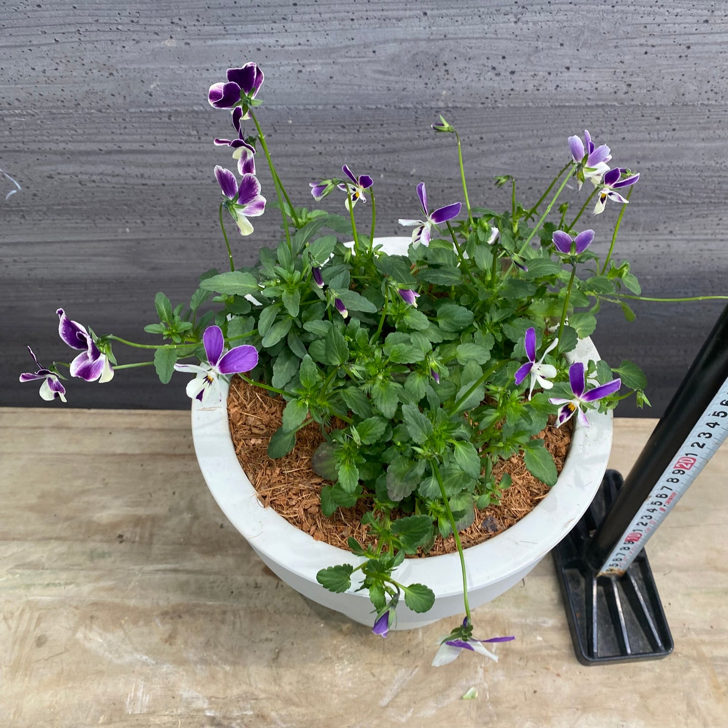 寄せ植えQ　7号おすすめ白ポット