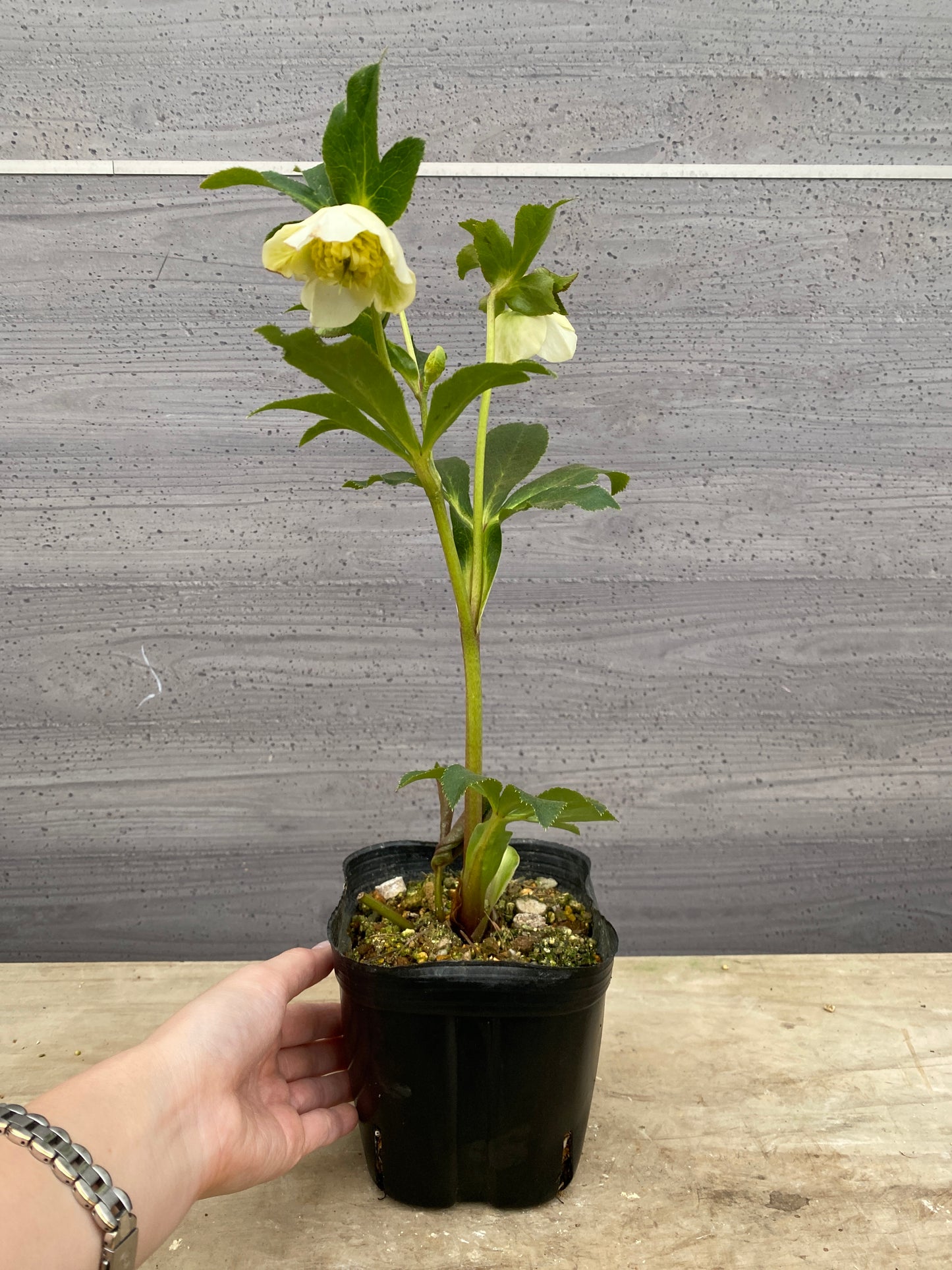 No.05115　横山園芸★クリスマスローズ　プリマドレス　5号苗ポット