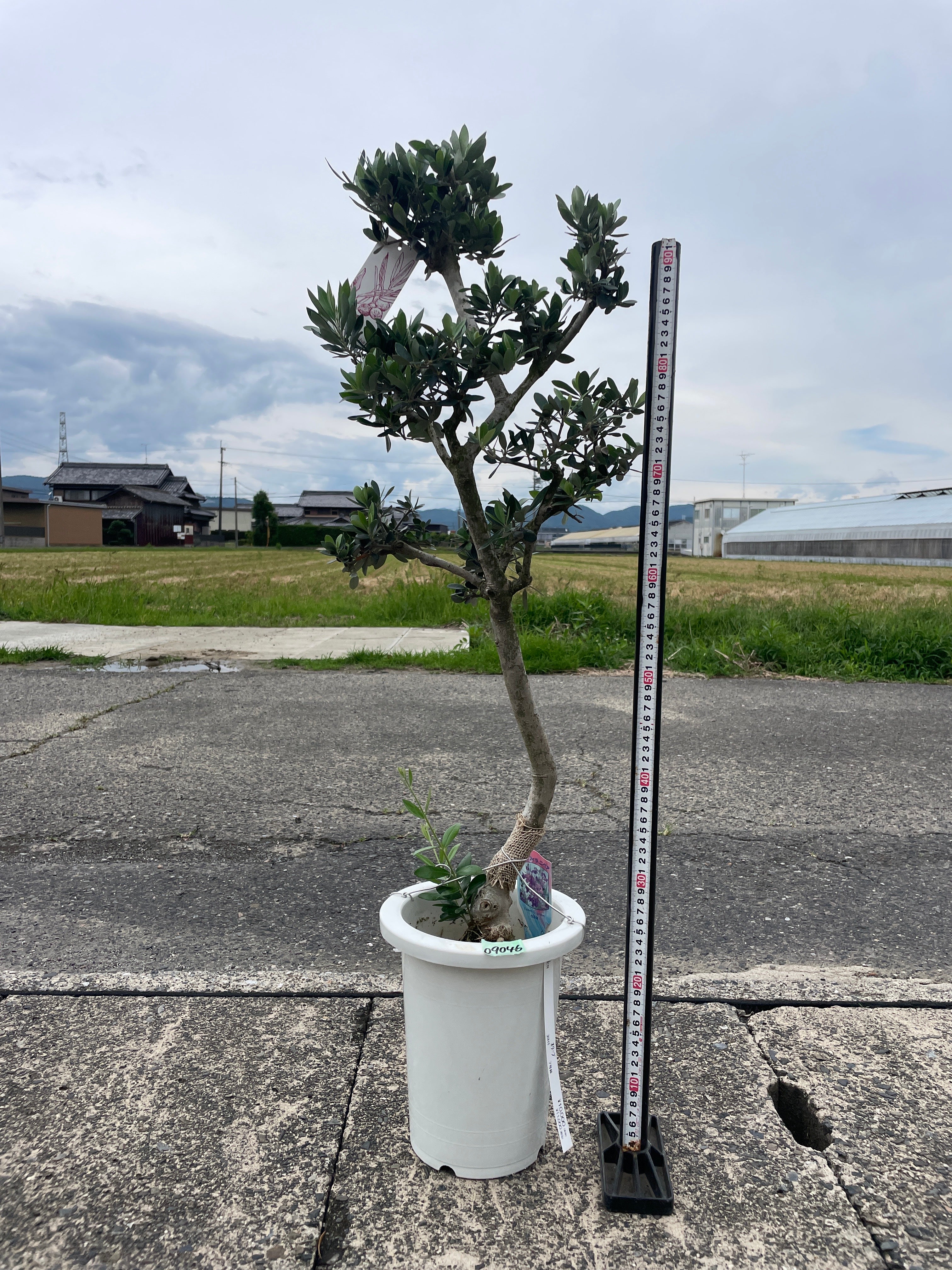 Pickup 全ての商品 – 植物家族