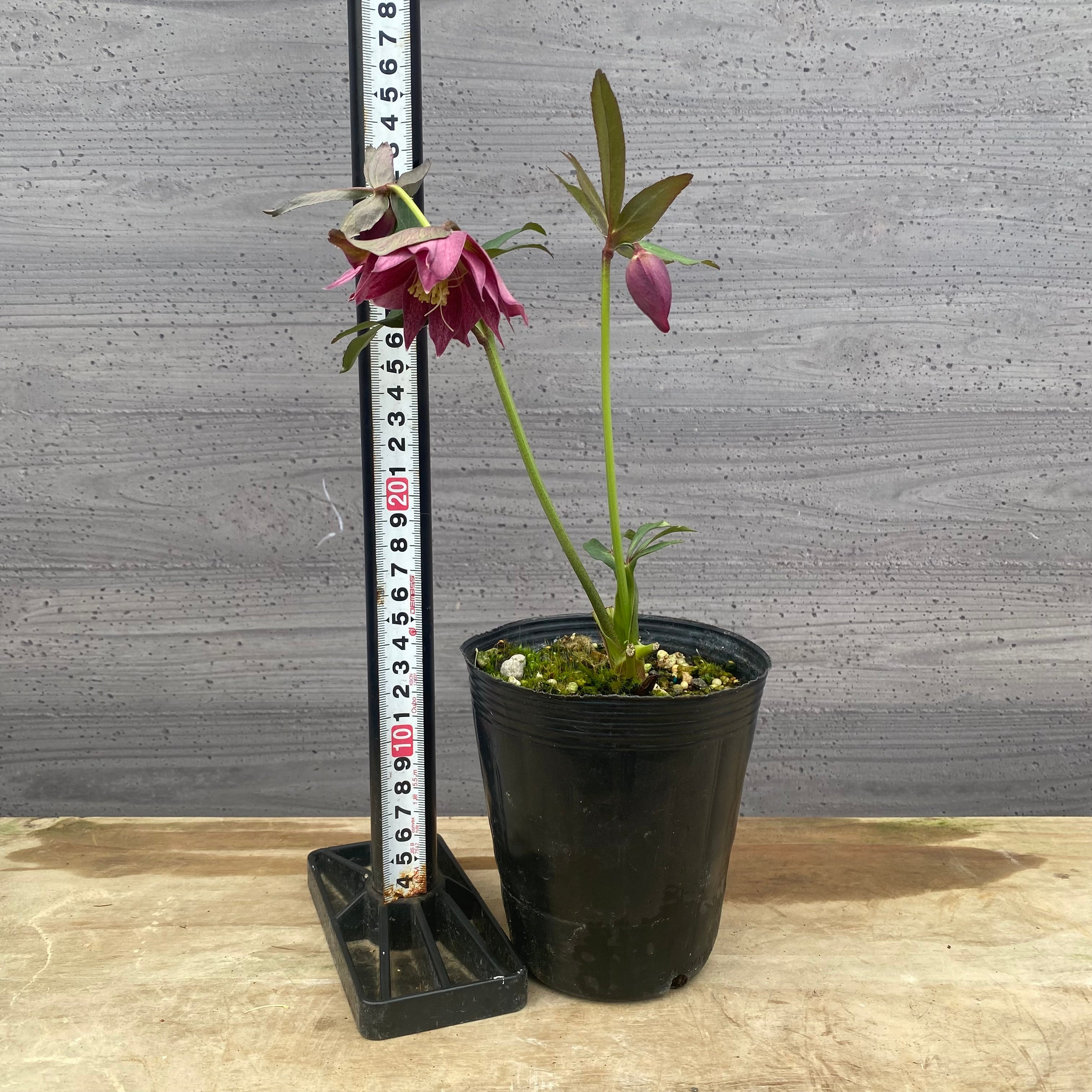 Pickup 全ての商品 – 植物家族