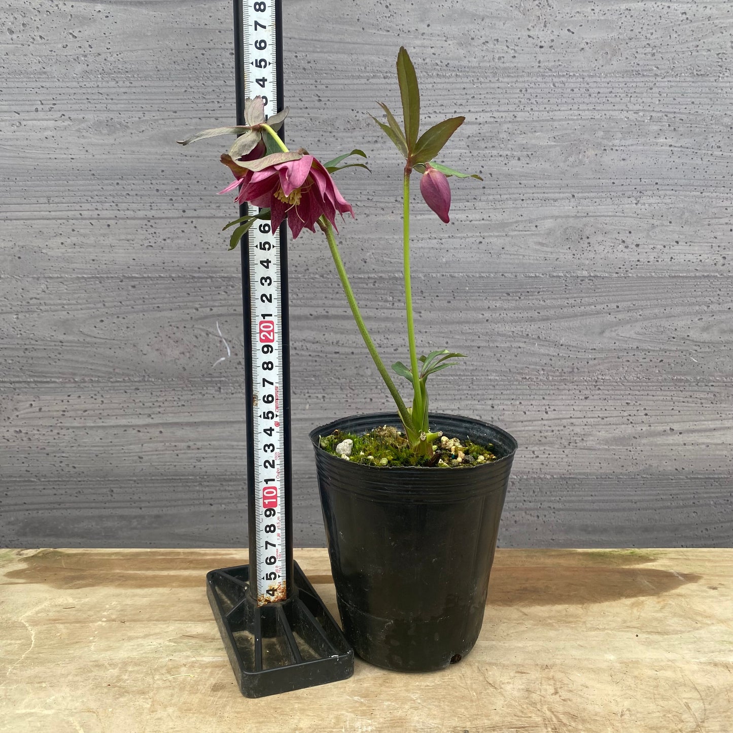 No.09043　クリスマスローズ05　4号苗ポット