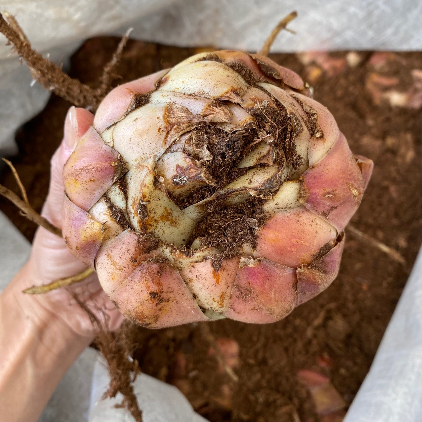 超特大球（茨城県産）　ピンクユリ球根（テーブルダンス）　1球