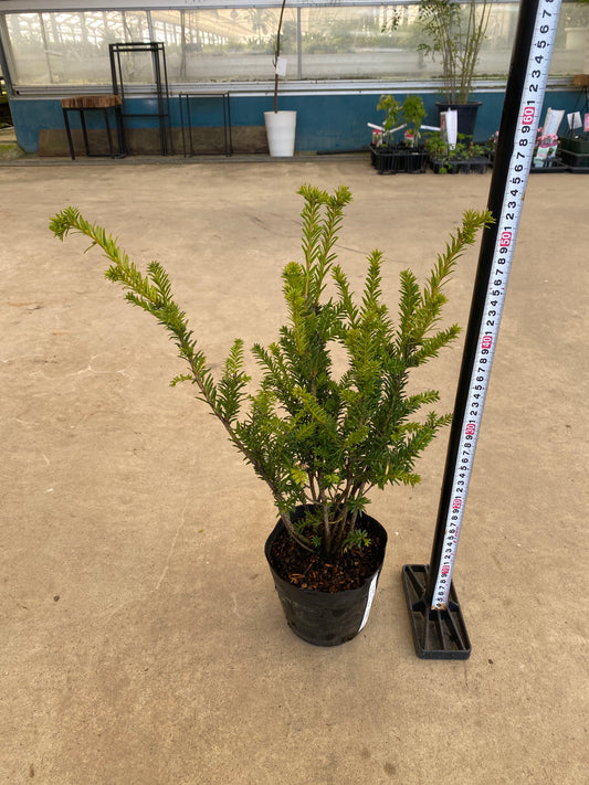 岡本緑花特集　ヨーロッパイチイ　ゴールドストライク　5号苗ポット