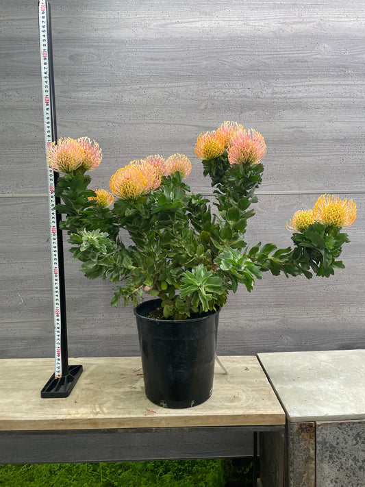 No.10003 リューコスペルマム カーニバルゴースト 7号鉢