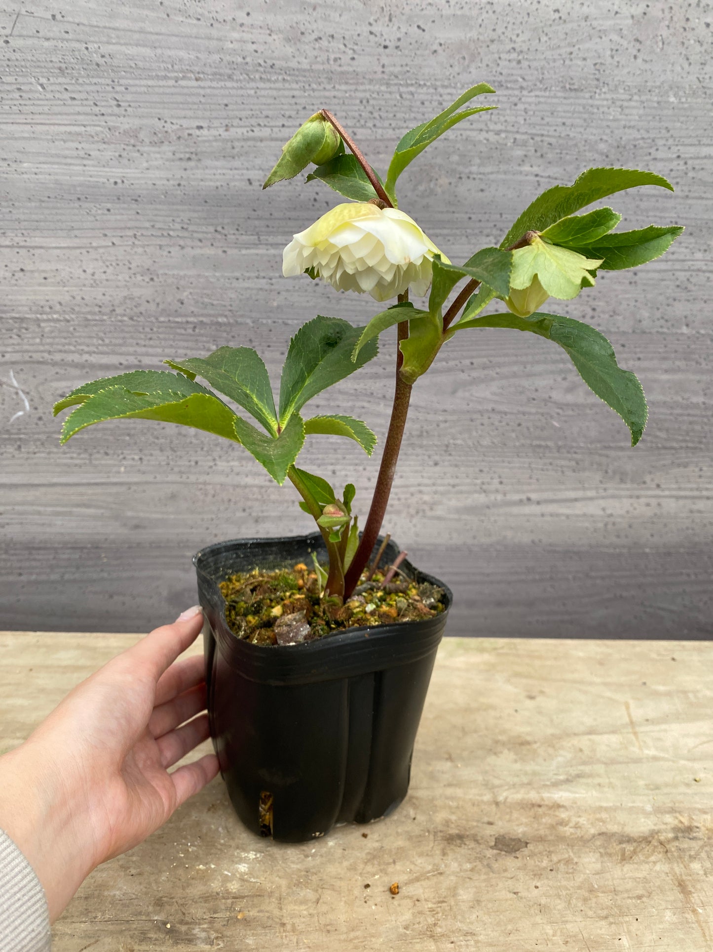 No.05090　横山園芸★クリスマスローズ　プリマドレス　5号苗ポット